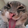 user_1fa8jpgex03lqoyp member profile picture