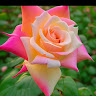 Sk Najrul