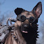 Tactical_Dogmeat
