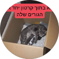 תמונה