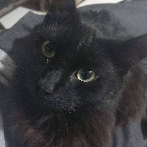 Uli