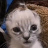 seller avatar
