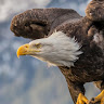 eaglerific's Avatar
