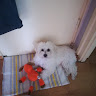 Albert