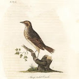 Donny Hartveld