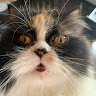 user_4w2gahs33mikkz75 member profile picture