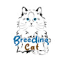 Foto del escritor: Breeding Ragdoll