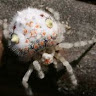 sushi spiders