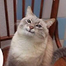 쿠키러너385971