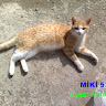Niyazi A**** Profil Resmi
