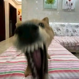 Țĥï Tĥî Pĥýø