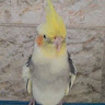 עובדיה צרפתי's photo
