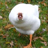 minu