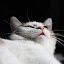 Lennart