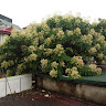 Trinh Viet Dung avatar
