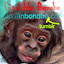 Indelible Bonobo (Owner)