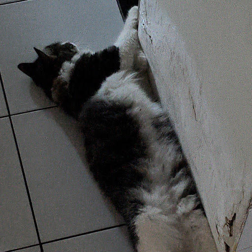 Loki 