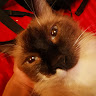 Kyotaro