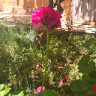 Kullanıcı: Safieddine Mohammed