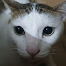 Joshie
