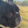 Henrique Filho