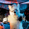 SDWolf
