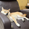 Shibaのライダー
