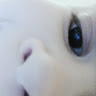GoldenGeckoFG2026