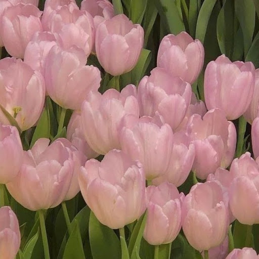 نقطه