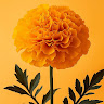 Created by