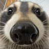 dingofunadlol