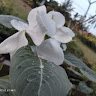 Falih Isya