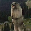 Marmot “Shout” Lu