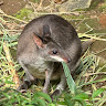 Jose Evander