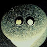 Balubarock member profile picture