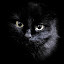 black_black cat3