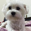 sasa