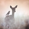 אילת חן's photo
