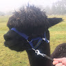 profile img aaass queseyo profile img
