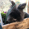 Photo of Aster T