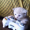 user_4ck265x1jwuky4fo member profile picture