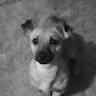 Amy 