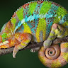 Writer: Chameleon Animations