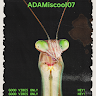adamiscool07