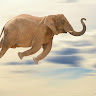 Flyvende Elefant