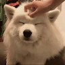 olioliwierro