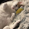 Writer: Poppy Cat