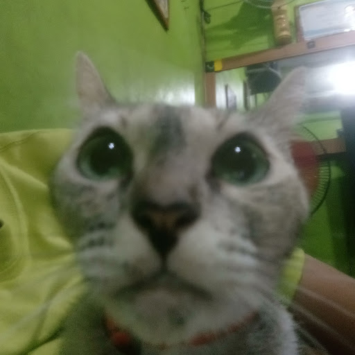 Rhylie