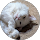 Community member