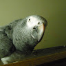 davedrosen